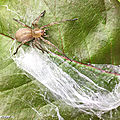 Cocooning chez une araignée !