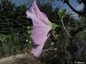 IMG_11725c