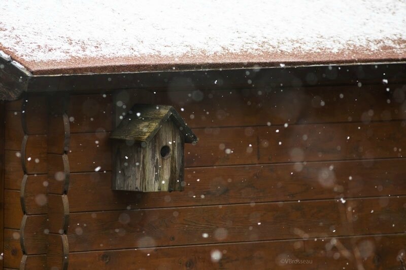 nichoir-neige18-01