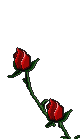 yfleur02