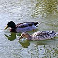 IMGP0533