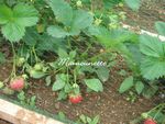 mignardises fraises mara menthe du jardin à la chantilly maison 006