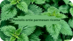 01 ORTIES RAviolis Ortie, PArmesan, Ricotta modified