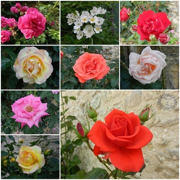 roses