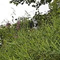 _DSC0007