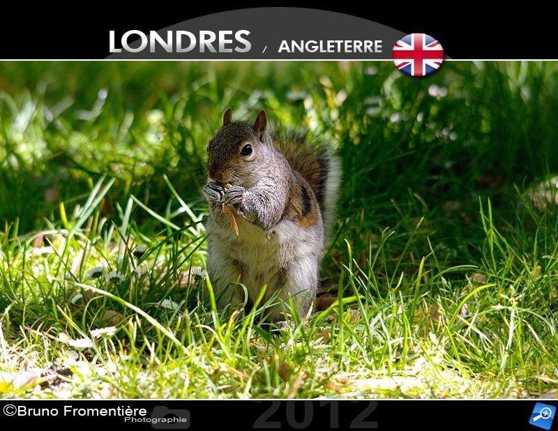 Squirrel