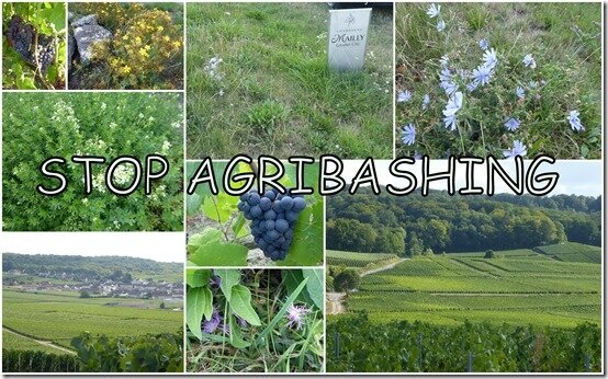 vignes 1er septembre 20193