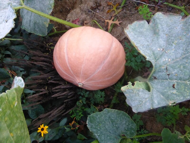 18-courges fin saison (2)