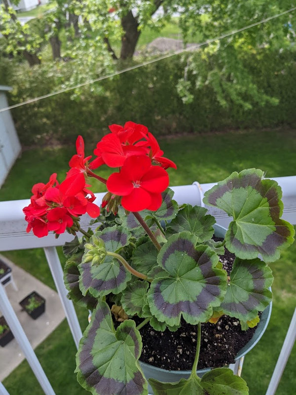 plante 3