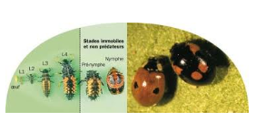 Le Cycle De Reproduction De La Coccinelle Et La Transformation Des Larves En Coccinelles Adultes Les Coccinelles