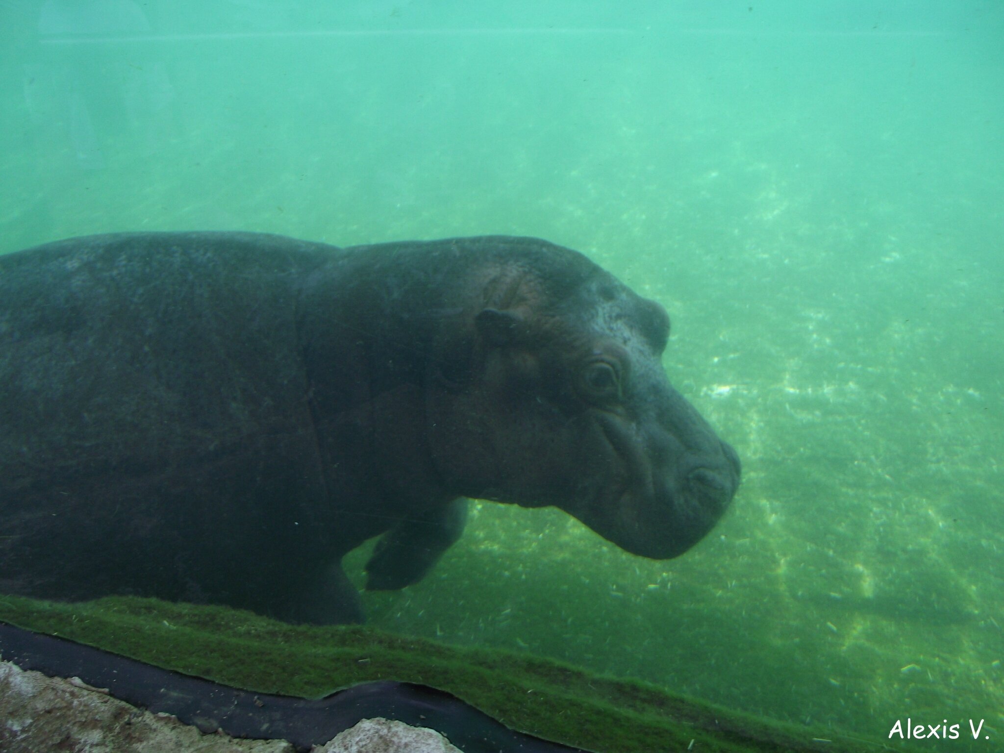 L Hippopotame Amphibie Zootographe Blog Non Officiel Du Zooparc De Beauval