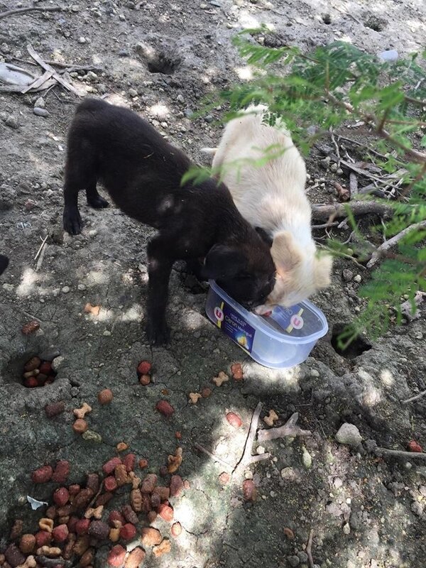 Jeune chienne et ses chiots 2 sur une plkage Sud Basse Terre