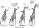 giraffe_lamark
