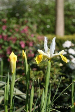 DPP_0021copie