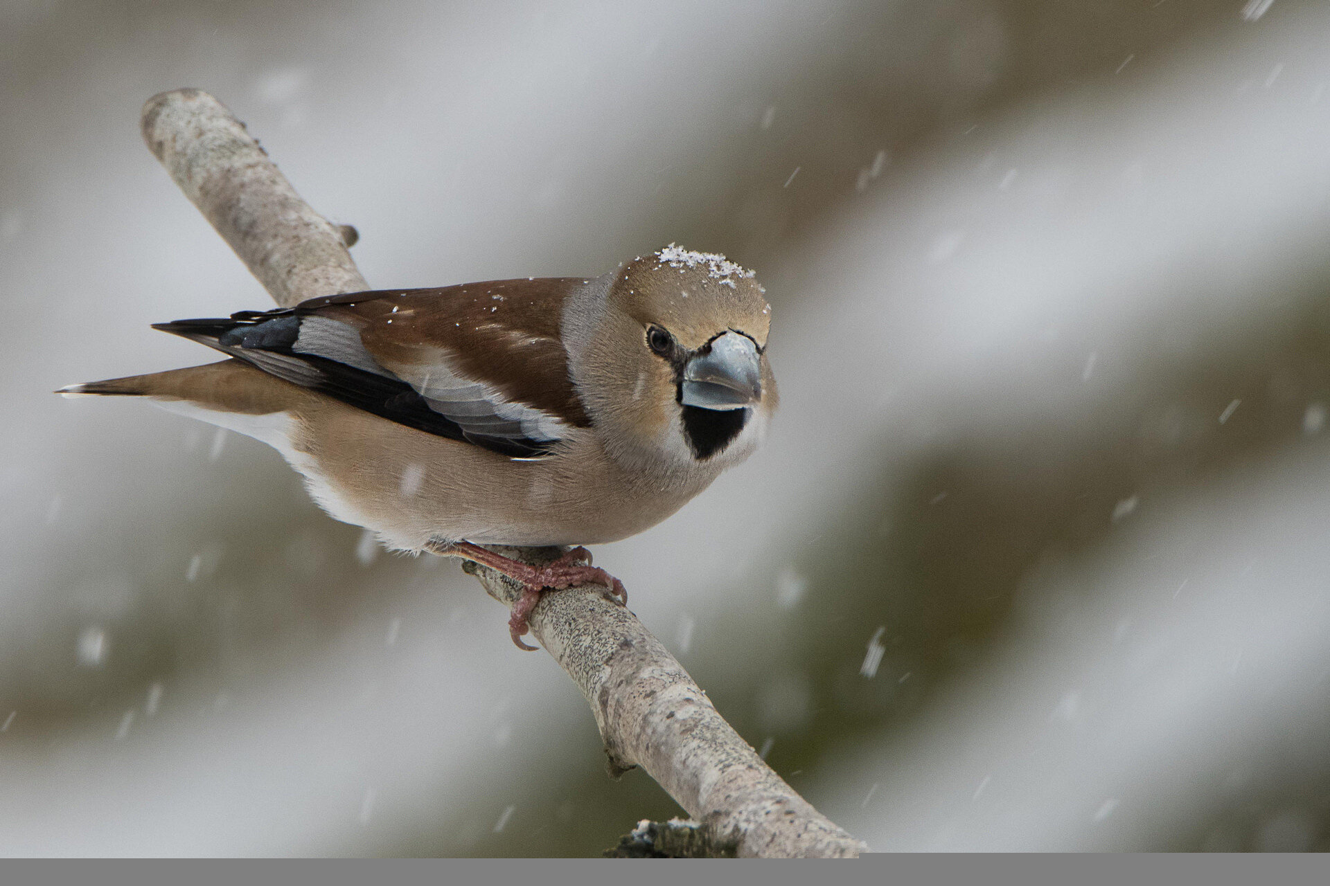 gros oiseau 4 lettres