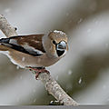 Gros bec femelle sous la neige