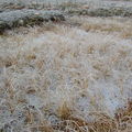 01-10-08 Givre (14)