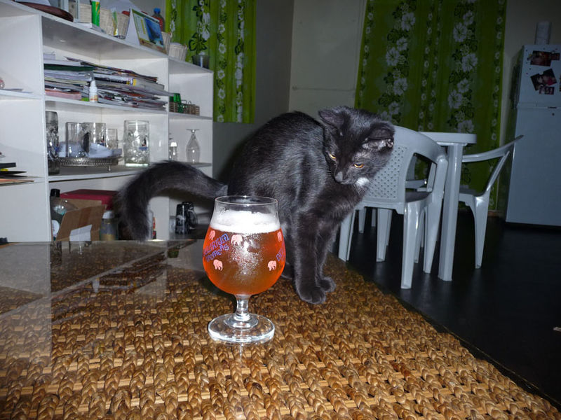 Le Chat Qui Pete Dans La Biere Photo De Juin Marine En Polynesie