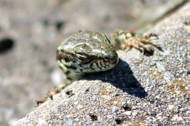 lezard