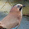 IMG_0037 - Copie