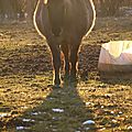 IMG_7594 - Copie