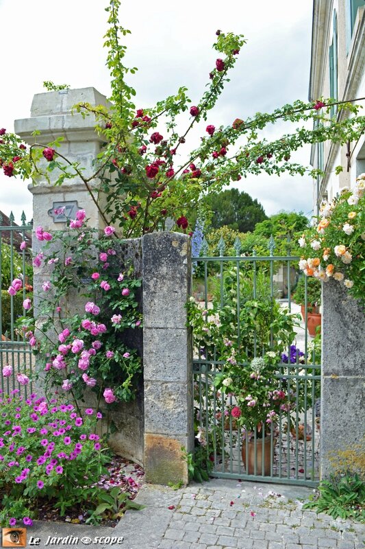 Chédigny, le village de roses