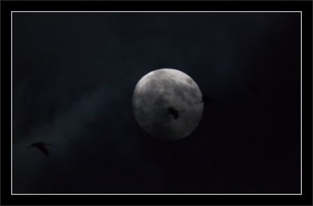 Montier_lulu_grues_lune_nuit_191110