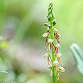 Orchis Homme pendu - Orchis anthropophorum (4)