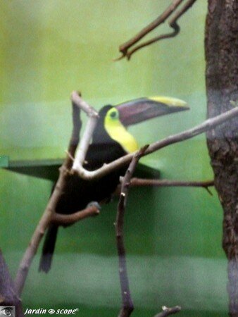 6671_Toucan