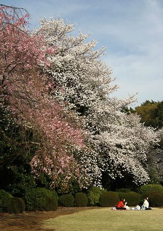 Shinjuku Gyoen 4