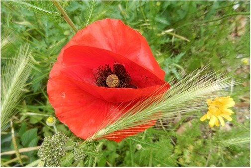 2 coquelicots