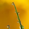 goutte-jonquille-16-01