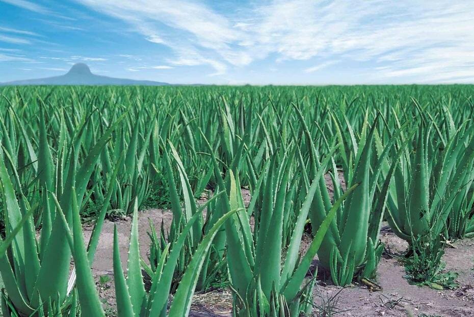 Aloe Vera : bienfaits, risques et effets secondaires - Qu Aloe Vera : bienfaits, risques et effets secondaires - Qu