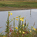 IMG_8974