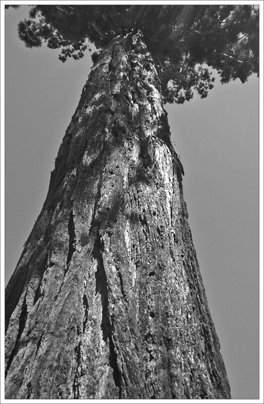 sequoia 060615