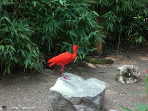 6522_Ibis_rouge