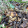 baer-05-10-20-01
