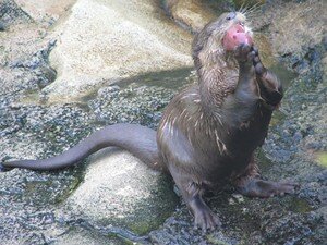 Loutre_4