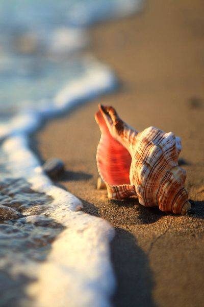 coquillage_mer