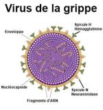 naturo grippe virus