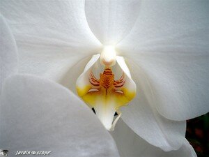 Phalae_blanc_et_jaune_3