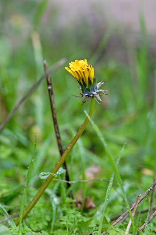 ville fleur pissenlit bruine 070119