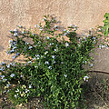Le bouquet du vendredi 