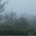 Brume