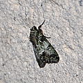 Polyphaenis sericata, la noctuelle du camérisier