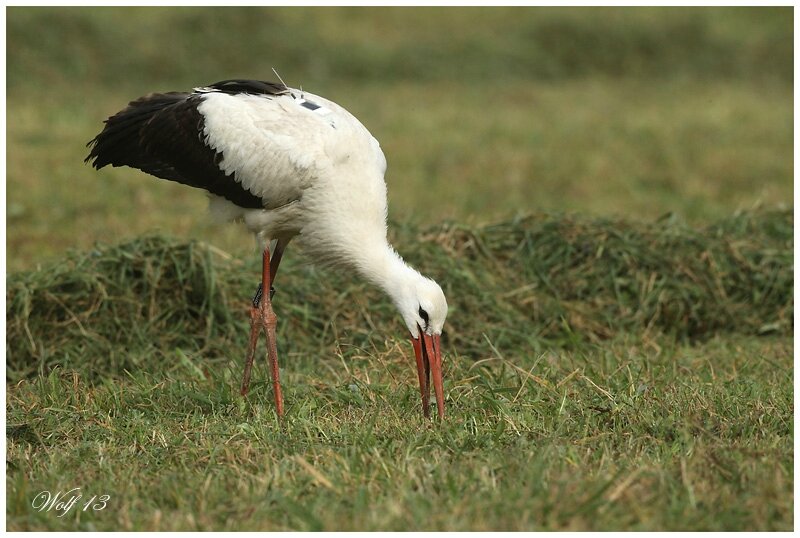 cigogne13-01