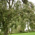DSC03341