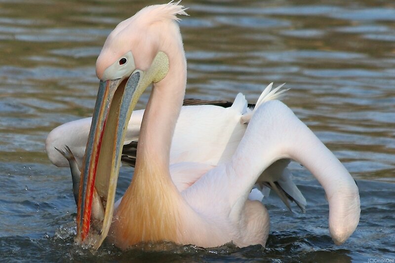 repasdupelican03