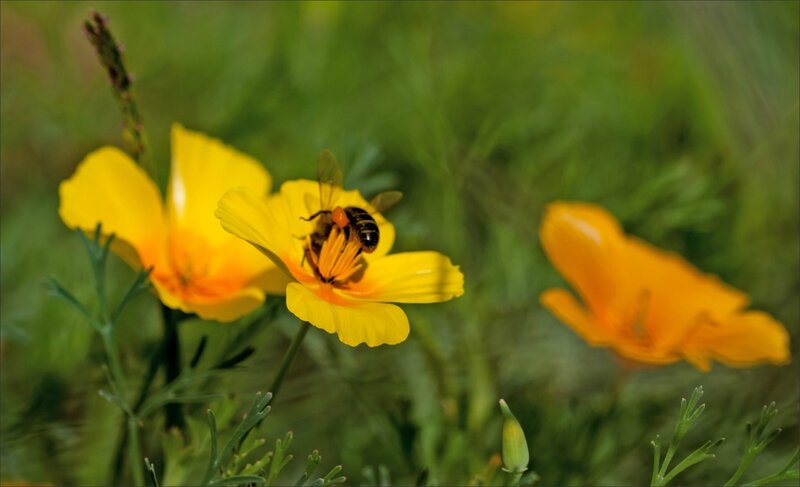 mur abeille fleur 180815 3