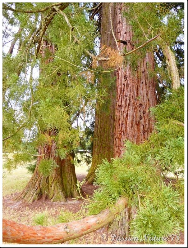 Le séquoia (21)